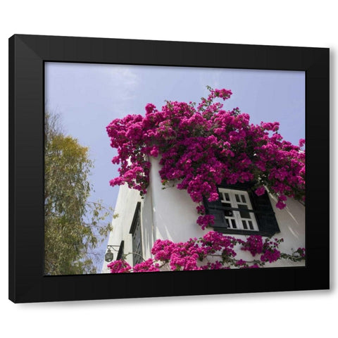 Greece, Mykonos, Hora Bougainvillea flowers Black Modern Wood Framed Art Print by Young, Bill