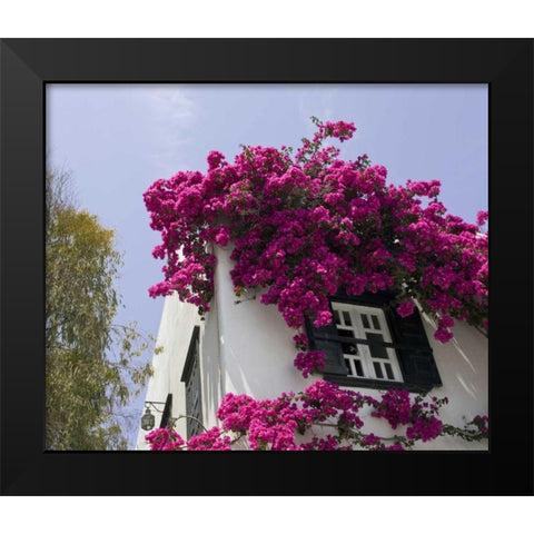 Greece, Mykonos, Hora Bougainvillea flowers Black Modern Wood Framed Art Print by Young, Bill