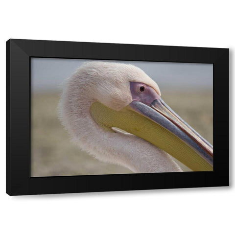 Greece, Mykonos Close-up of head of pink pelican Black Modern Wood Framed Art Print with Double Matting by Young, Bill