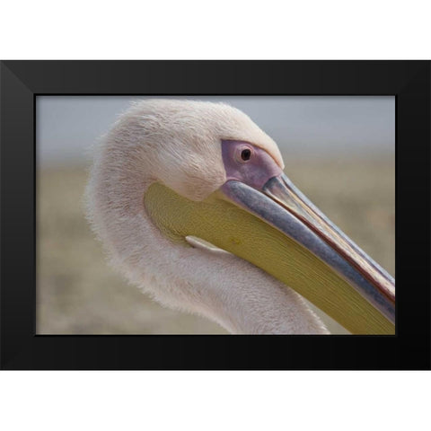 Greece, Mykonos Close-up of head of pink pelican Black Modern Wood Framed Art Print by Young, Bill