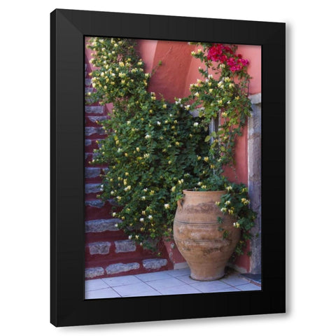 Greece, Santorini Pot with honeysuckle vine Black Modern Wood Framed Art Print by Young, Bill