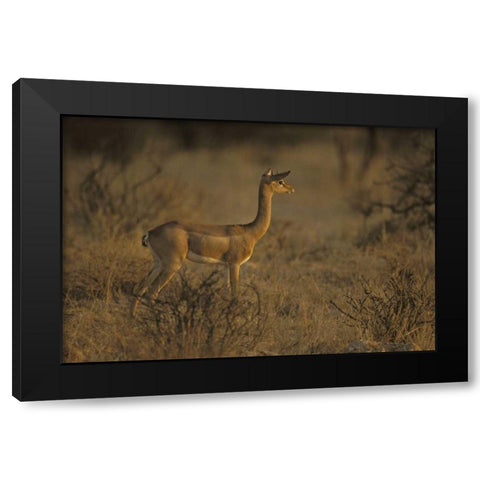 Kenya, Samburu NP Male gerenuk stands alert Black Modern Wood Framed Art Print with Double Matting by Grall, Don