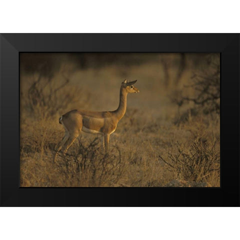 Kenya, Samburu NP Male gerenuk stands alert Black Modern Wood Framed Art Print by Grall, Don