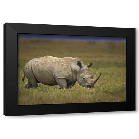 Kenya, Lake Nakuru NP Northern white rhinoceros Black Modern Wood Framed Art Print by Grall, Don