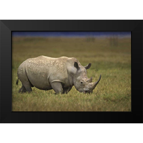 Kenya, Lake Nakuru NP Northern white rhinoceros Black Modern Wood Framed Art Print by Grall, Don