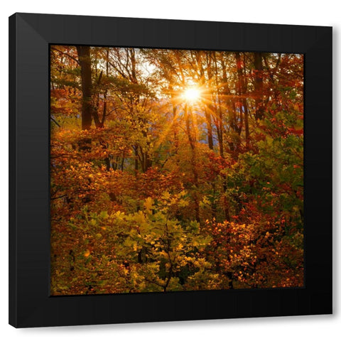 Autumn in the forest of the Koszeg mountains-Geschriebenstein- Hungary Black Modern Wood Framed Art Print by Zwick, Martin