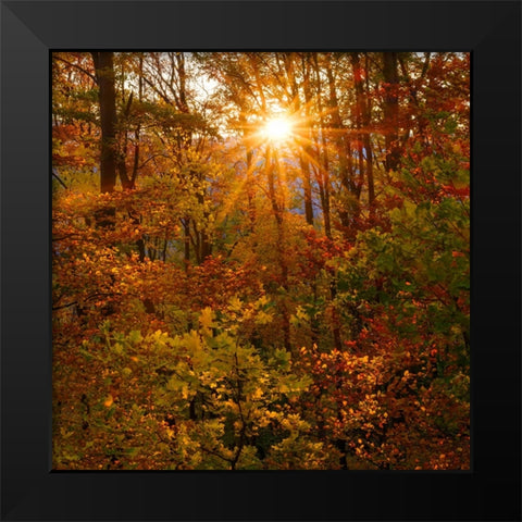 Autumn in the forest of the Koszeg mountains-Geschriebenstein- Hungary Black Modern Wood Framed Art Print by Zwick, Martin