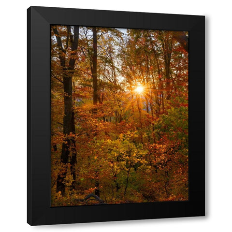 Autumn in the forest of the Koszeg mountains-Geschriebenstein- Hungary Black Modern Wood Framed Art Print with Double Matting by Zwick, Martin