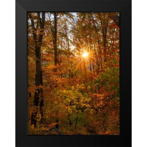 Autumn in the forest of the Koszeg mountains-Geschriebenstein- Hungary Black Modern Wood Framed Art Print by Zwick, Martin