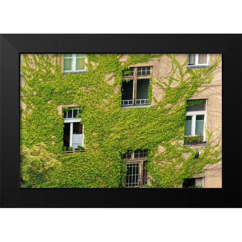 Ivy covered wall of building Black Modern Wood Framed Art Print by Haseltine, Tom