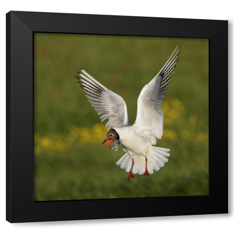 Iceland, Hethnar Black-headed gull screams Black Modern Wood Framed Art Print with Double Matting by Morris, Arthur