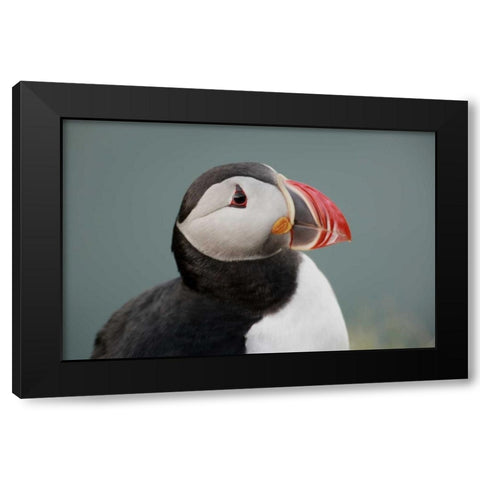 Iceland, Ingolfshofdi Profile of Atlantic puffin Black Modern Wood Framed Art Print with Double Matting by Morris, Arthur