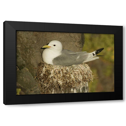 Iceland, Latrabjarg Black-legged kittiwake Black Modern Wood Framed Art Print with Double Matting by Morris, Arthur