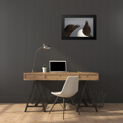 Iceland, Latrabjarg Razorbills in courtship Black Modern Wood Framed Art Print by Morris, Arthur
