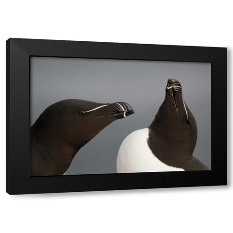 Iceland, Latrabjarg Razorbills in courtship Black Modern Wood Framed Art Print by Morris, Arthur