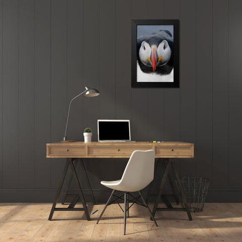 Iceland, Latrabjarg Atlantic puffin head Black Modern Wood Framed Art Print by Morris, Arthur