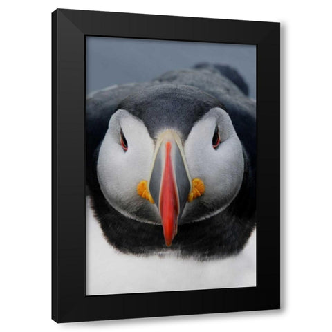 Iceland, Latrabjarg Atlantic puffin head Black Modern Wood Framed Art Print with Double Matting by Morris, Arthur