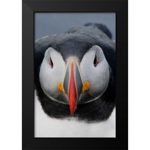 Iceland, Latrabjarg Atlantic puffin head Black Modern Wood Framed Art Print by Morris, Arthur