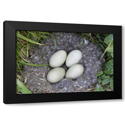 Iceland, Snaefellsnes Common eider nest and eggs Black Modern Wood Framed Art Print by Morris, Arthur