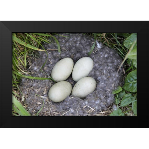 Iceland, Snaefellsnes Common eider nest and eggs Black Modern Wood Framed Art Print by Morris, Arthur