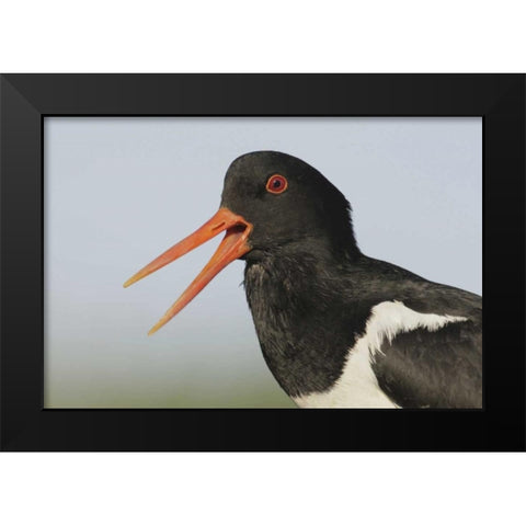 Iceland, Snaefellsnes Eurasian oystercatcher Black Modern Wood Framed Art Print by Morris, Arthur