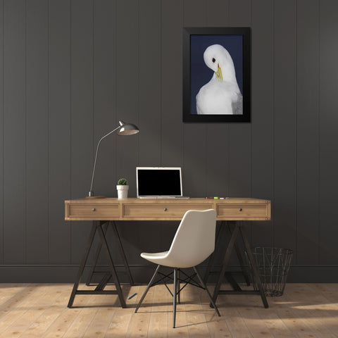 Iceland, Latrabjarg Black-legged kittiwake Black Modern Wood Framed Art Print by Morris, Arthur