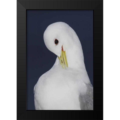 Iceland, Latrabjarg Black-legged kittiwake Black Modern Wood Framed Art Print by Morris, Arthur