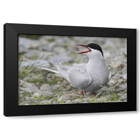 Iceland Artic tern screams while guarding egg Black Modern Wood Framed Art Print by Morris, Arthur