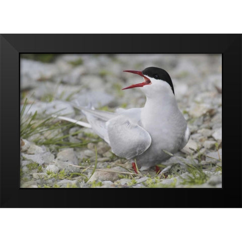 Iceland Artic tern screams while guarding egg Black Modern Wood Framed Art Print by Morris, Arthur