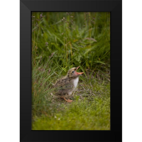 Iceland, Snaefellsnes A newborn Arctic tern Black Modern Wood Framed Art Print by Grall, Don