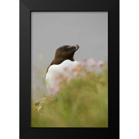 Iceland, Latrabjarg Razorbill behind flowers Black Modern Wood Framed Art Print by Grall, Don