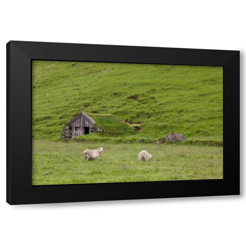 Iceland, Skogar Icelandic sheep by a hut Black Modern Wood Framed Art Print by Grall, Don