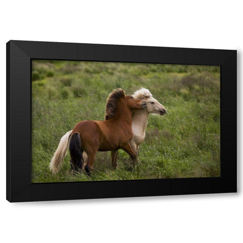 Iceland Icelandic horses getting feisty Black Modern Wood Framed Art Print with Double Matting by Grall, Don
