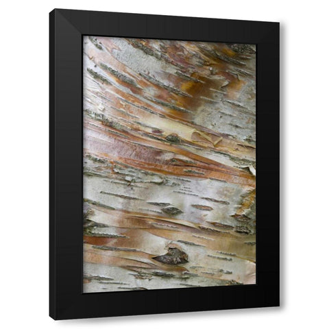 Iceland, Akureyri Bark detail on a birch tree Black Modern Wood Framed Art Print with Double Matting by Grall, Don