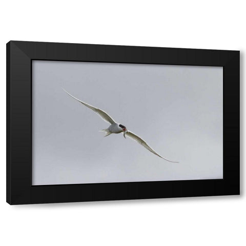 Iceland, Vik Arctic tern with small fish in beak Black Modern Wood Framed Art Print by Young, Bill