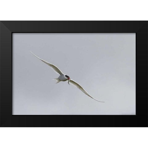 Iceland, Vik Arctic tern with small fish in beak Black Modern Wood Framed Art Print by Young, Bill