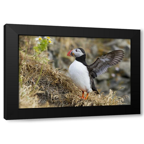 Iceland Close-up of puffin flapping its wings Black Modern Wood Framed Art Print with Double Matting by Young, Bill