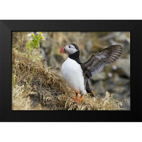 Iceland Close-up of puffin flapping its wings Black Modern Wood Framed Art Print by Young, Bill