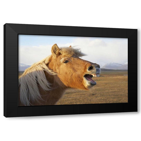 Iceland, Hofn Icelandic horse seems to laugh Black Modern Wood Framed Art Print with Double Matting by Anon, Josh