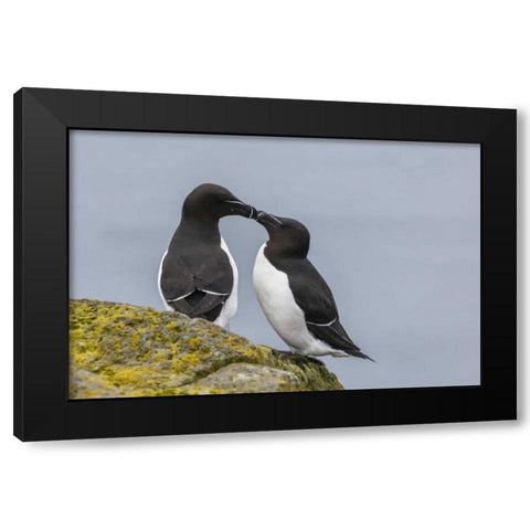 Iceland, Latrabjarg Razorbills in courtship Black Modern Wood Framed Art Print by Illg, Cathy and Gordon