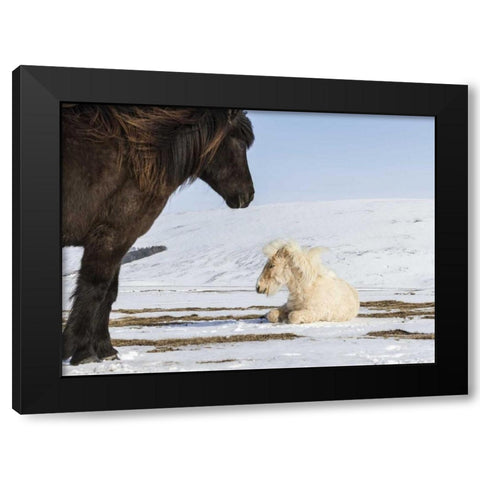 Iceland Icelandic horses Black Modern Wood Framed Art Print with Double Matting by Young, Bill