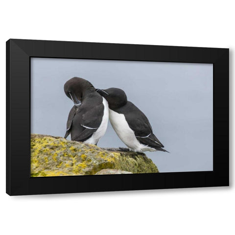 Iceland, Latrabjarg Razorbills courting Black Modern Wood Framed Art Print by Illg, Cathy and Gordon
