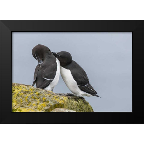 Iceland, Latrabjarg Razorbills courting Black Modern Wood Framed Art Print by Illg, Cathy and Gordon