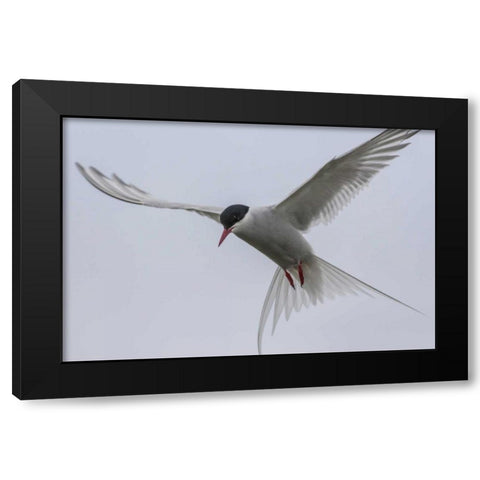 Iceland, Reykjavik Arctic tern hovering Black Modern Wood Framed Art Print by Illg, Cathy and Gordon