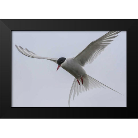 Iceland, Reykjavik Arctic tern hovering Black Modern Wood Framed Art Print by Illg, Cathy and Gordon