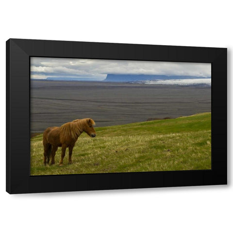 Iceland, Skaftafell NP Icelandic horse Black Modern Wood Framed Art Print with Double Matting by Illg, Cathy and Gordon