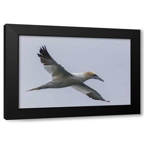 Iceland, Snaefellsnes Northern gannet gliding Black Modern Wood Framed Art Print by Illg, Cathy and Gordon