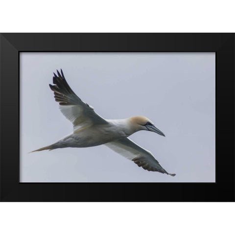 Iceland, Snaefellsnes Northern gannet gliding Black Modern Wood Framed Art Print by Illg, Cathy and Gordon