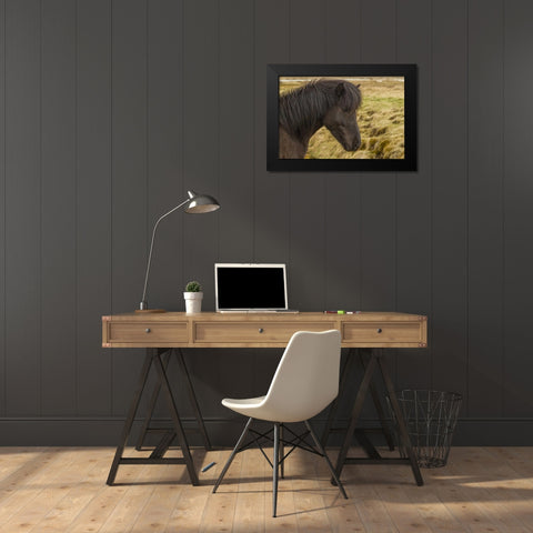 Iceland Profile of Icelandic horse Black Modern Wood Framed Art Print by Illg, Cathy and Gordon