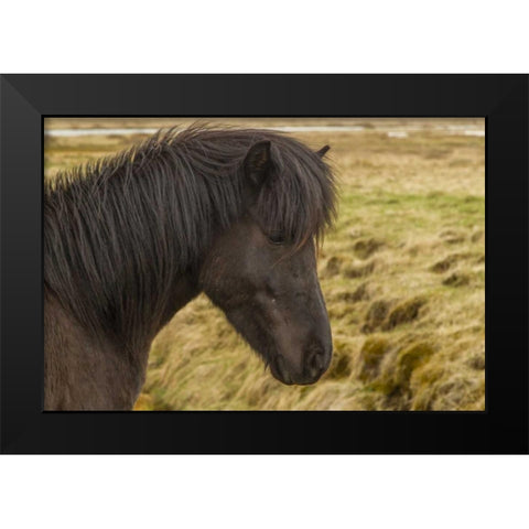 Iceland Profile of Icelandic horse Black Modern Wood Framed Art Print by Illg, Cathy and Gordon